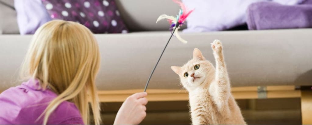 Microchip Registration Brings Pets Home