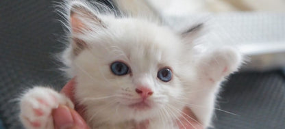 Microchip Registration Brings Pets Home