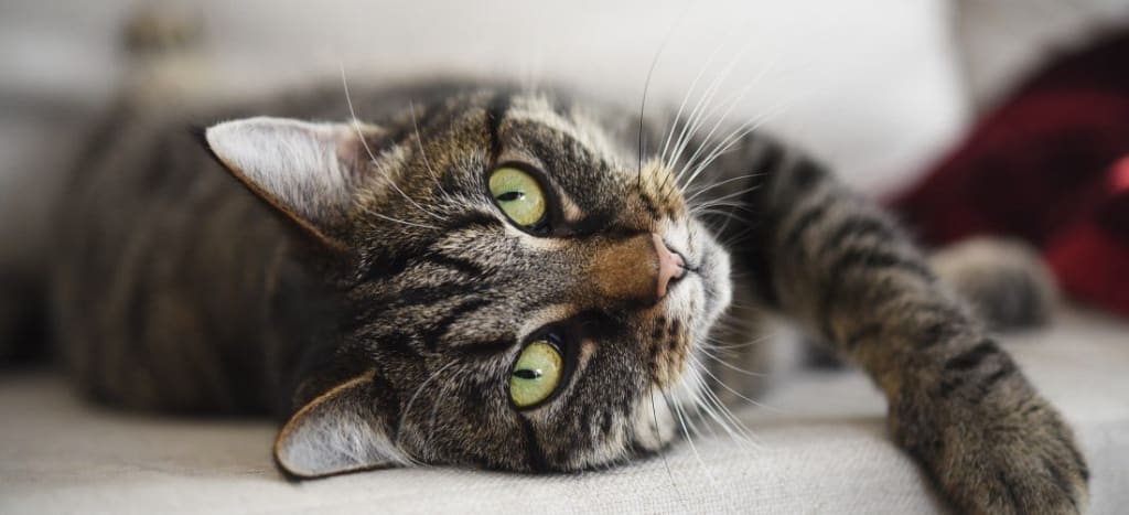 Microchip Registration Brings Pets Home