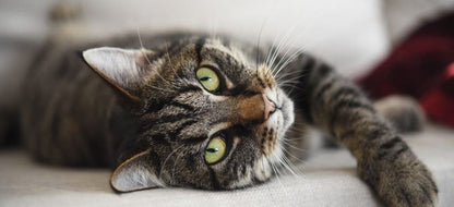 Microchip Registration Brings Pets Home