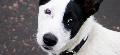 Microchip Registration Brings Pets Home