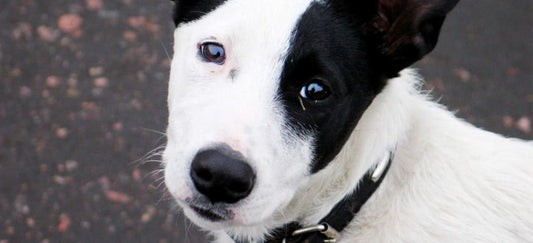 Microchip Registration Brings Pets Home