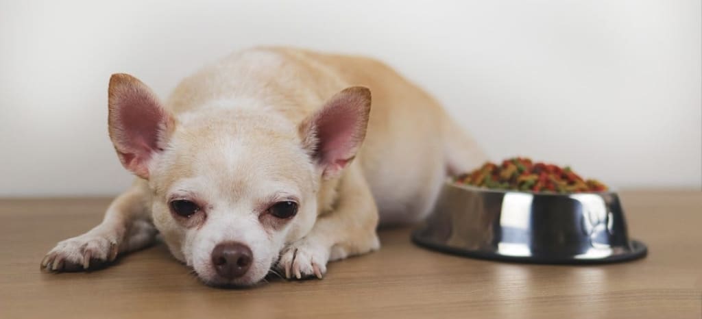 Microchip Registration Brings Pets Home