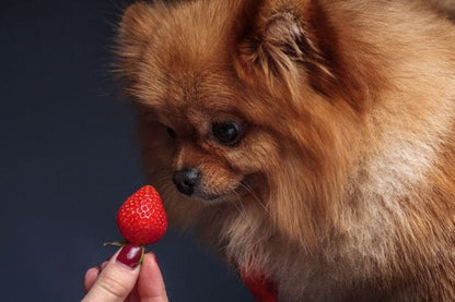 Microchip Registration Brings Pets Home