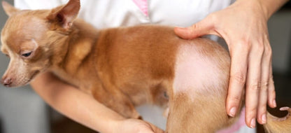 Microchip Registration Brings Pets Home