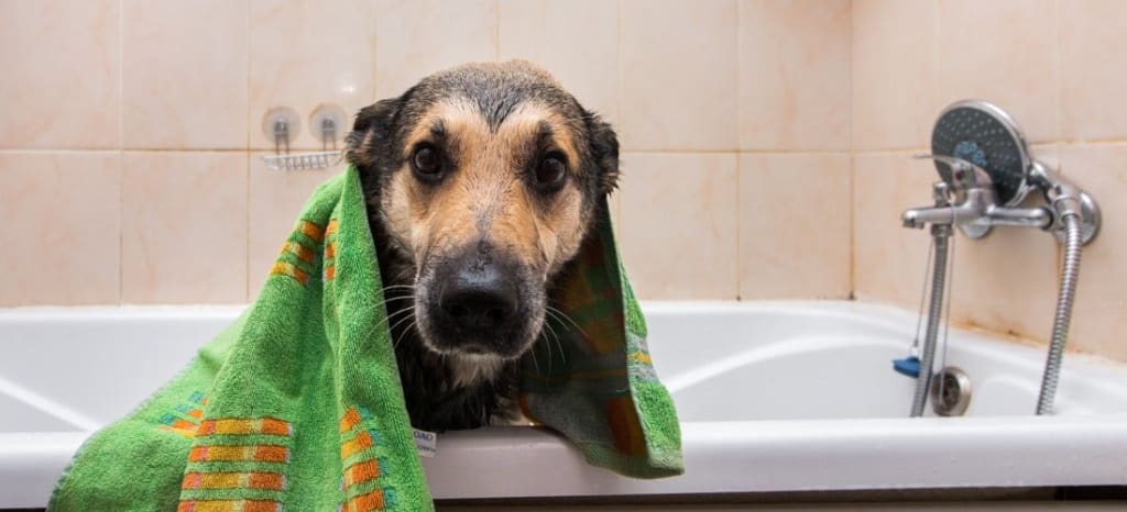 Microchip Registration Brings Pets Home